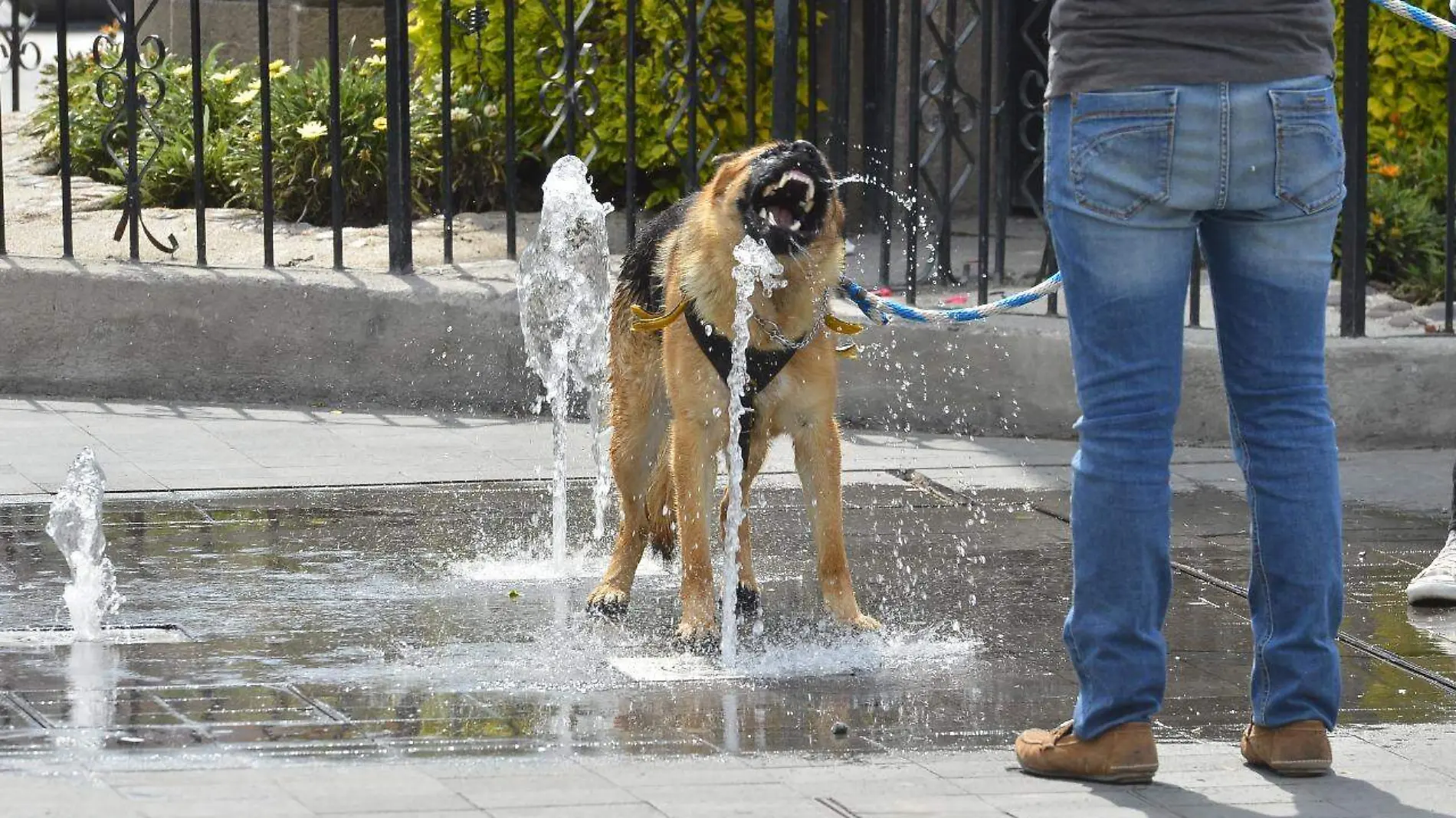 perros calor